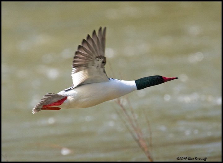 _0SB7341 common merganser drake in flight.jpg